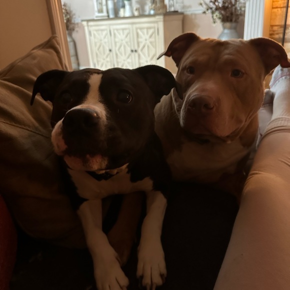 Meet your Posher, Noelle - Picture 1 of 1